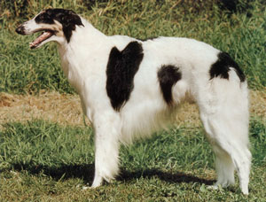 Dipauls Borzoi Irish Setters German Shorthaired Pointers