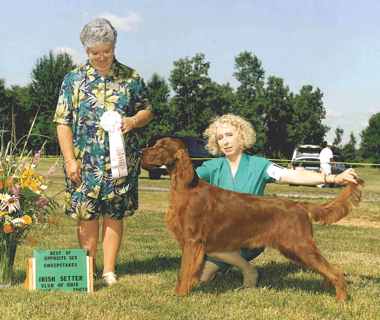 Dipauls Borzoi Irish Setters German Shorthaired Pointers