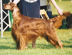 Dipauls Borzoi Irish Setters German Shorthaired Pointers