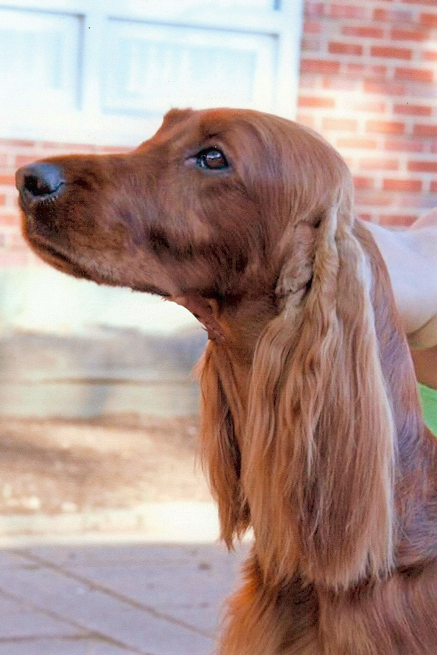 Beaubriar cheap irish setters